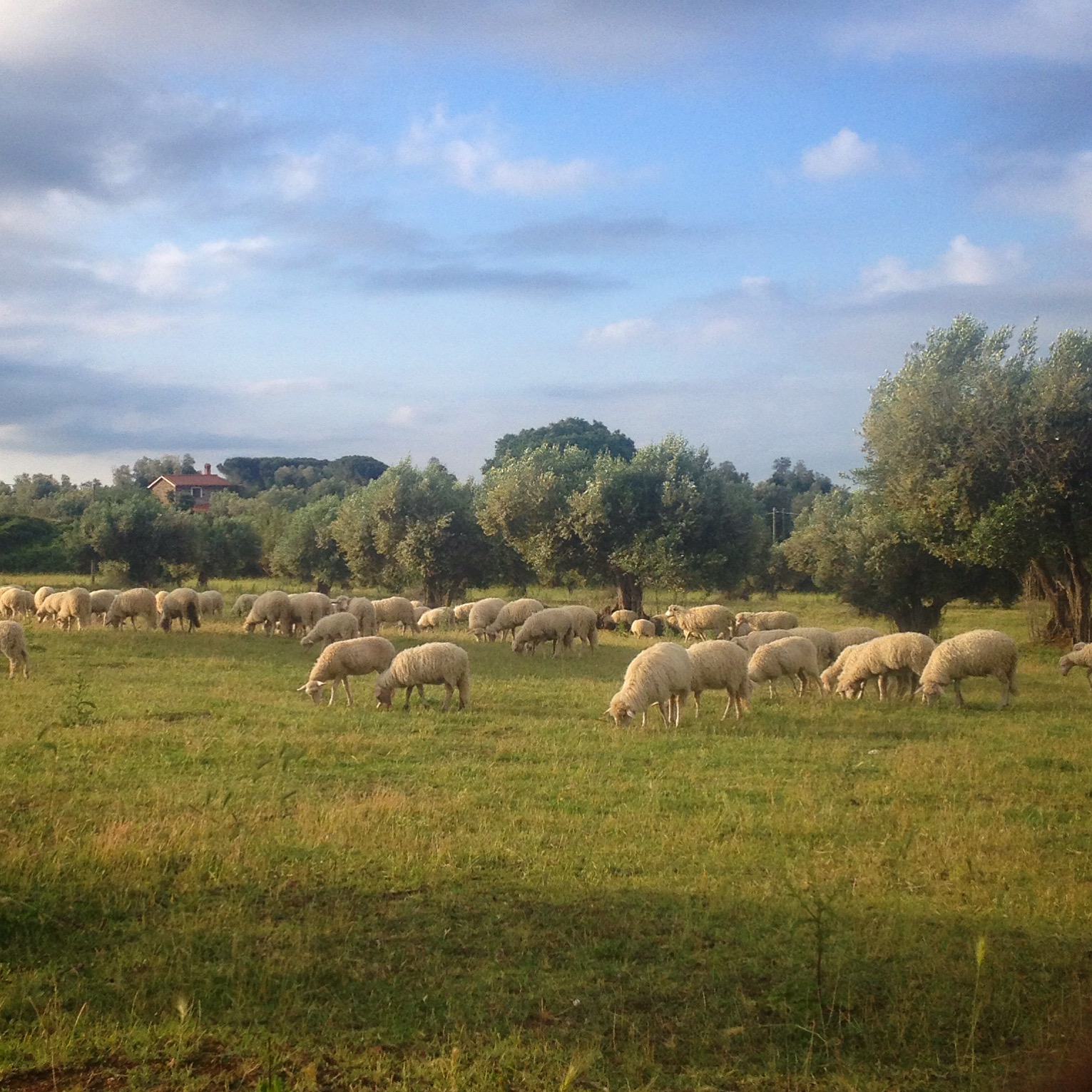 Sheep grazing in a suburban olive grove near Cerveteri, photo by Angela Trentacoste