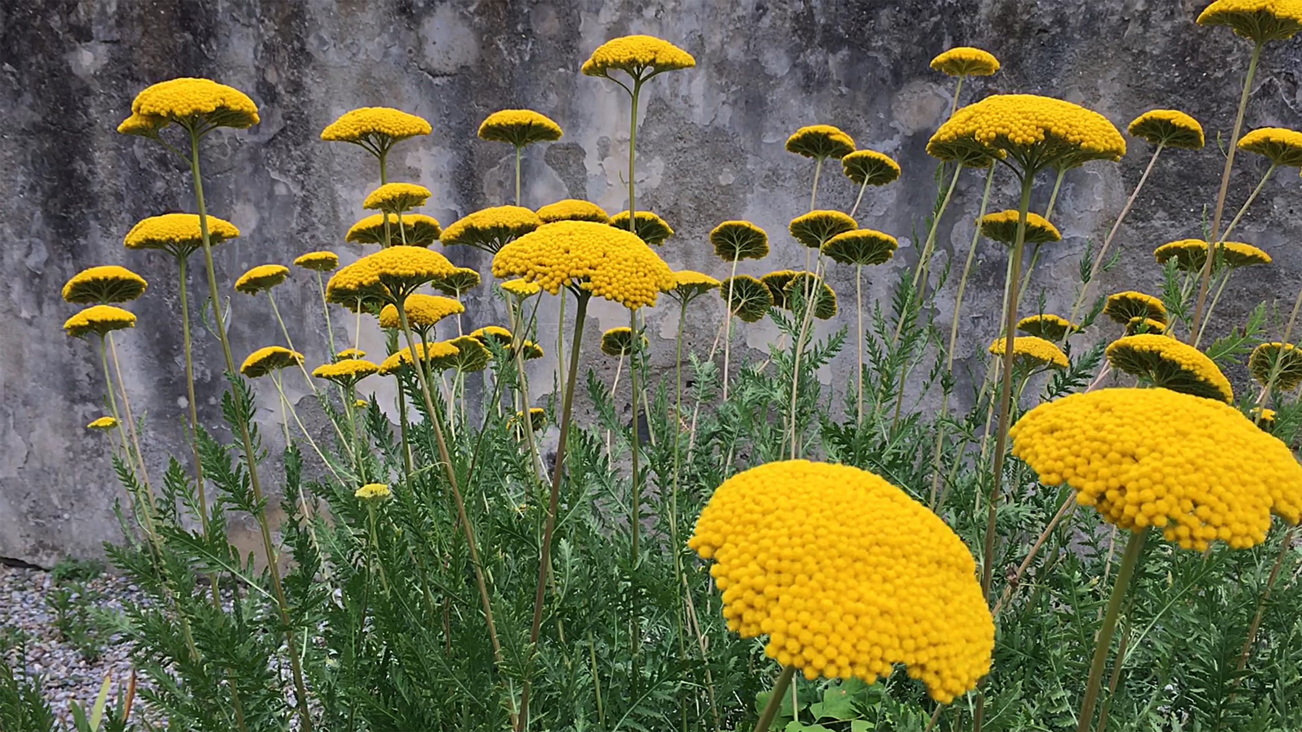 Yellow Flowers, Film Still, Helen Cammock